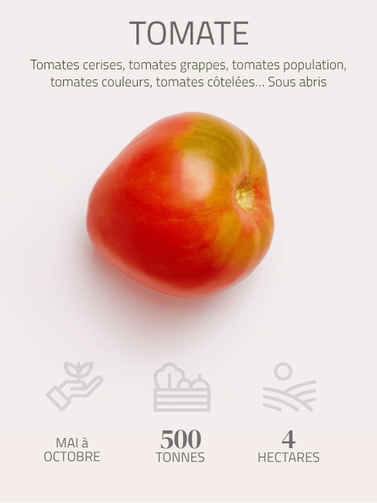 tomates des landes bio